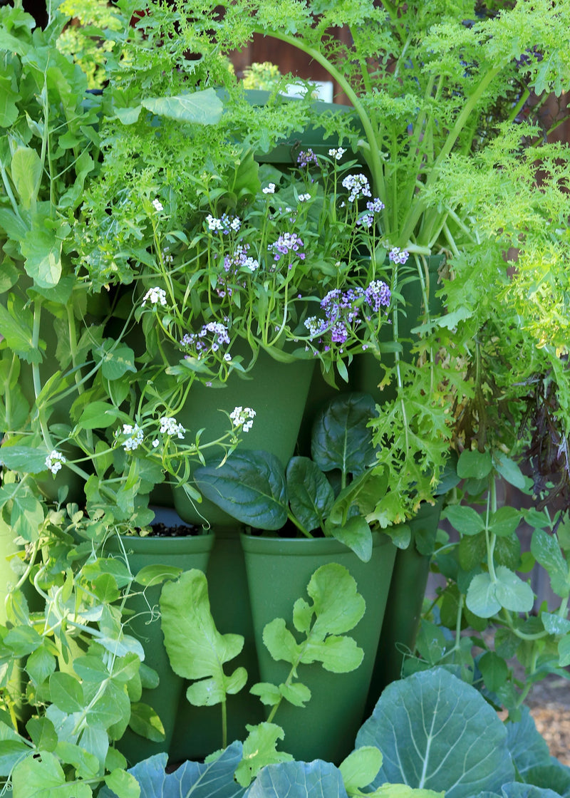 10 Heirloom Vegetables to Grow for Unique Flavor in Your Garden