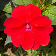Red Impatiens Seeds