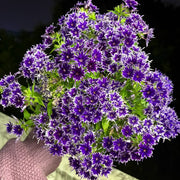 Phlox ‘Star Flower Series’ Seeds