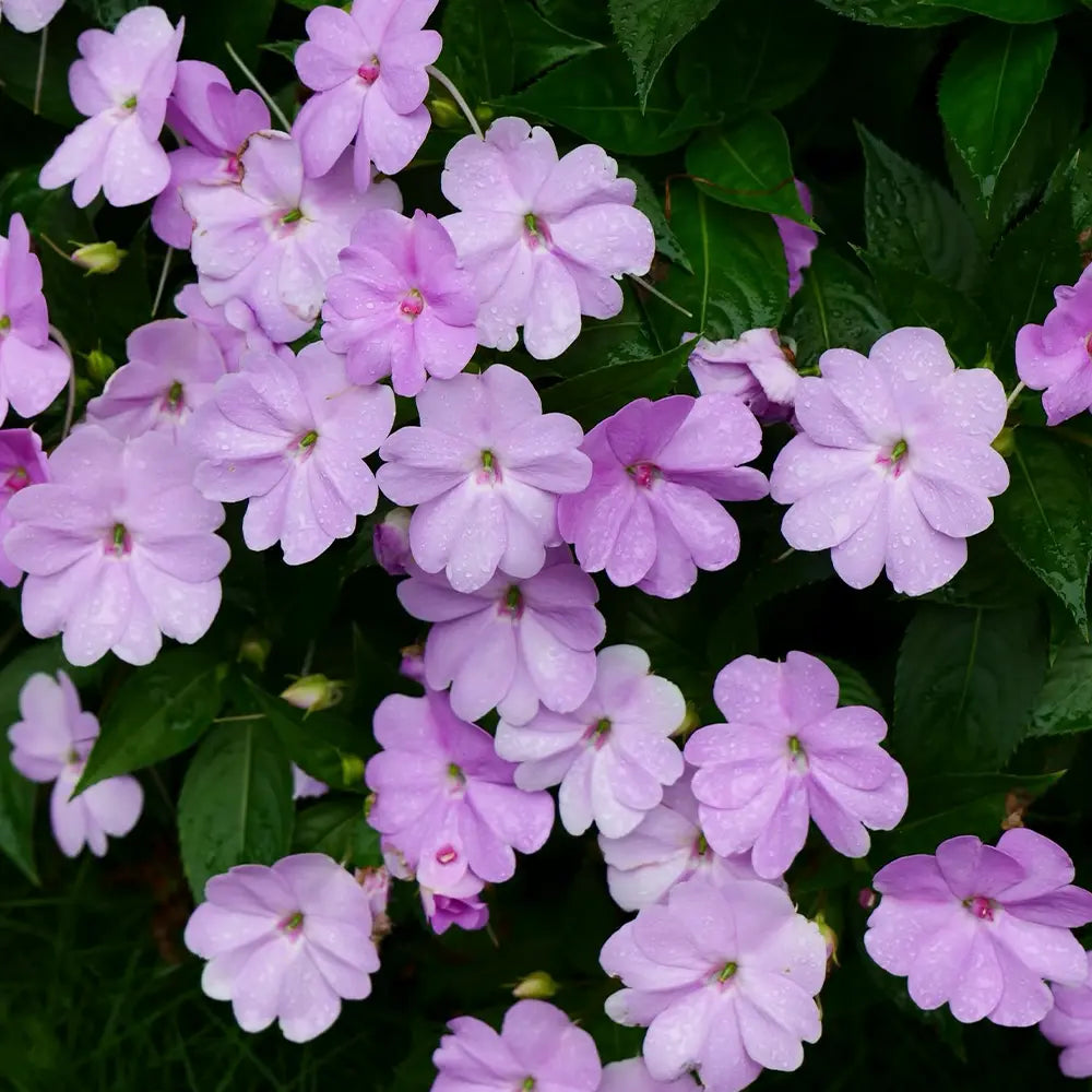 SunPatiens Impatiens Seeds