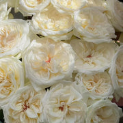 White Lychee Rose Seeds