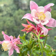 Pink Aquilegia Seeds