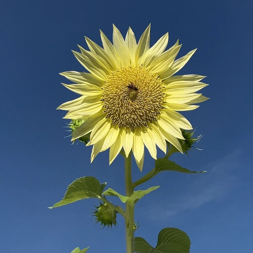 Vincent’s Selection Sunflower Seeds