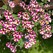 Petunia Hybrida Seeds