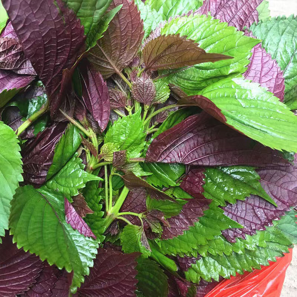 Shiso Seeds