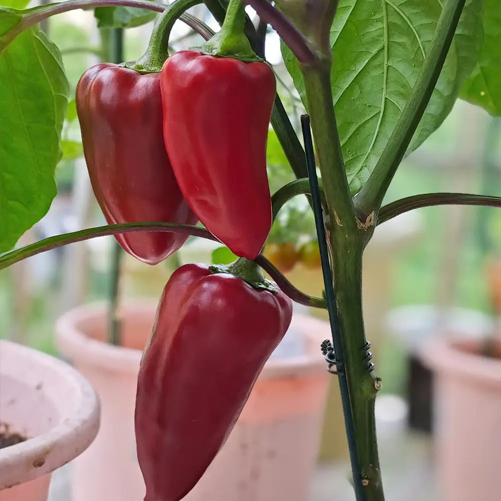 Container Sweet Pepper Seeds