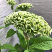 Spring Green Cockscomb Seeds