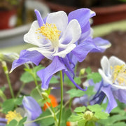 Blue & White Aquilegia Seeds