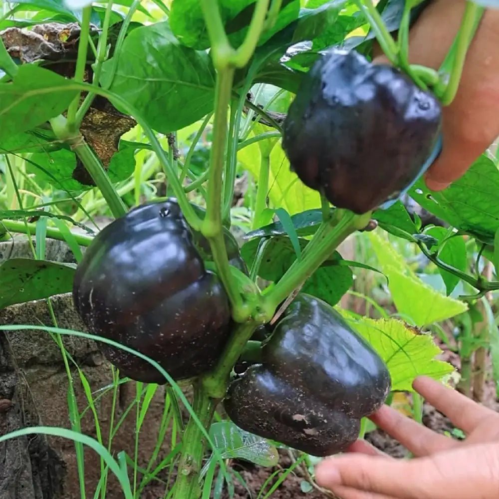 Jewel-Toned Bell Peppers Seeds