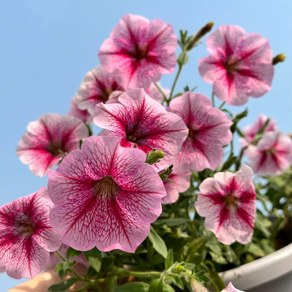 Petunia Hybrida Seeds