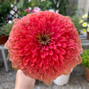 Double Zinnias Seeds