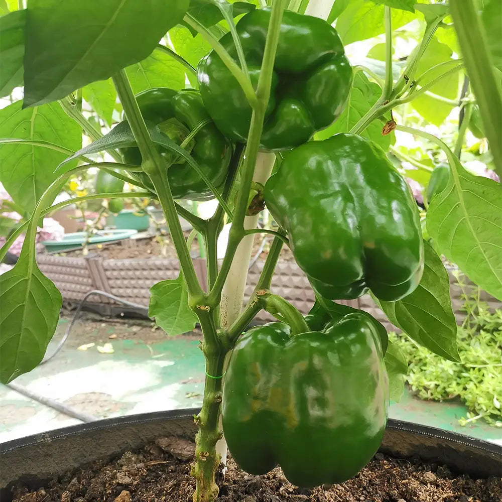 Jewel-Toned Bell Peppers Seeds