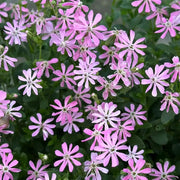 Pink Catchfly Seeds