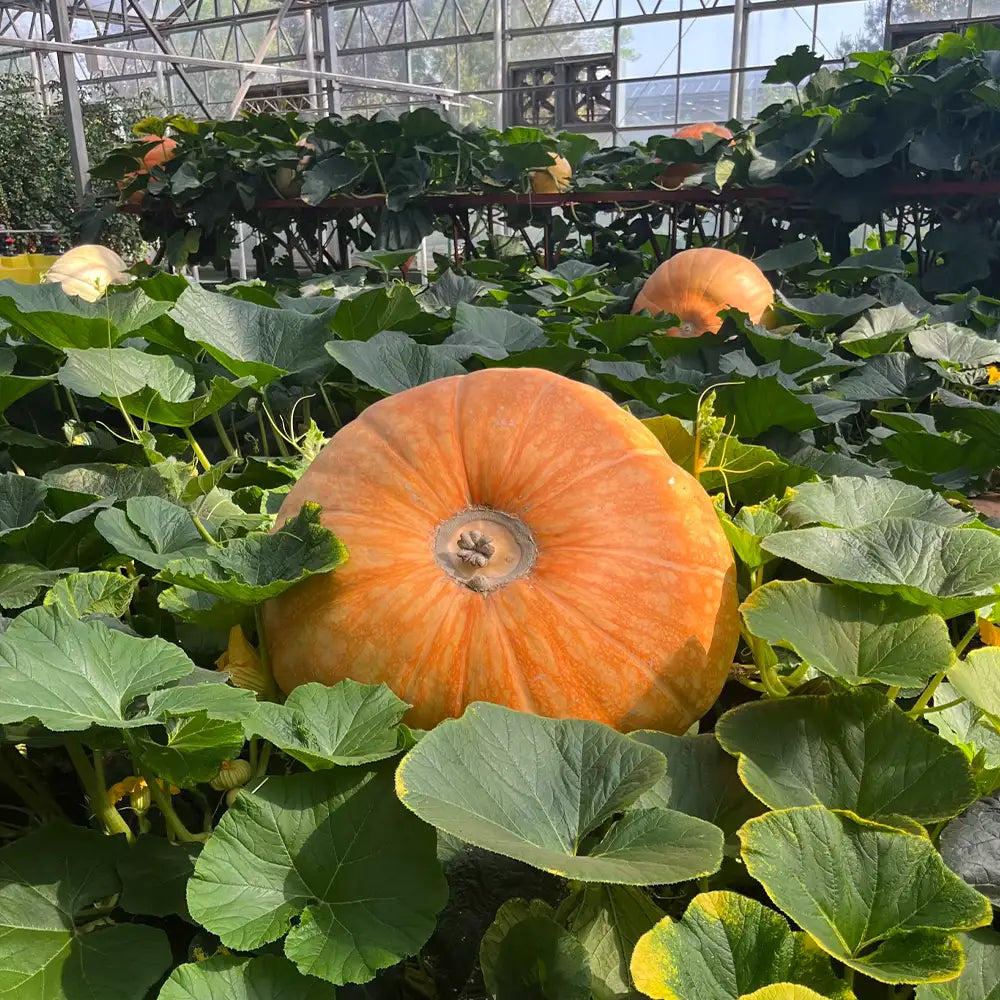 Giant Pumpkins Seeds