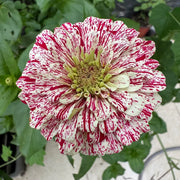 Mixed Zinnias Seeds