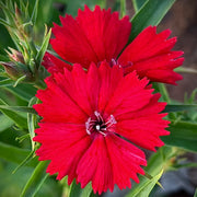 Dianthus ‘Flame’ Seeds