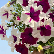Petunia Hybrida Seeds