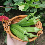 Okra Seeds