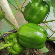 Jewel-Toned Bell Peppers Seeds
