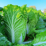 Chinese Cabbage Seeds
