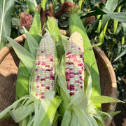 Bicolor Corn Seeds