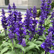 Salvia Seeds