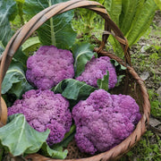Purple Cauliflower Seeds