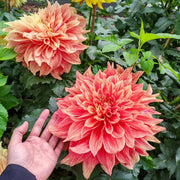 Dahlias Seeds