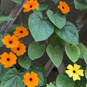 Black-Eyed Susans Seeds
