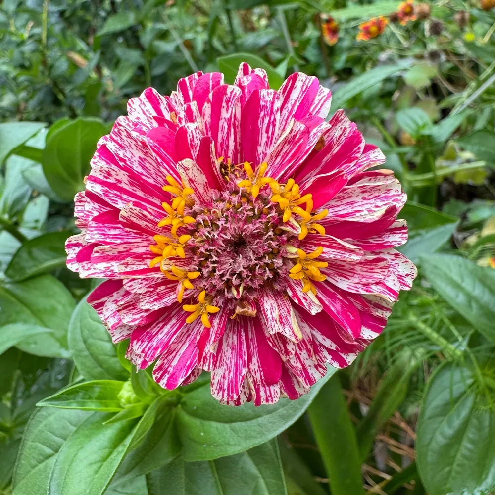 Mixed Zinnias Seeds