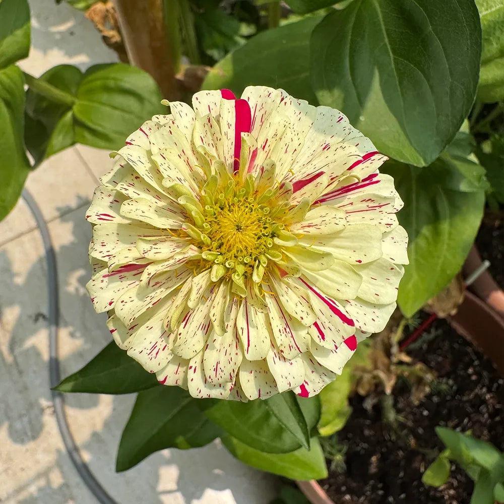 Mixed Zinnias Seeds