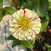 Mixed Zinnias Seeds