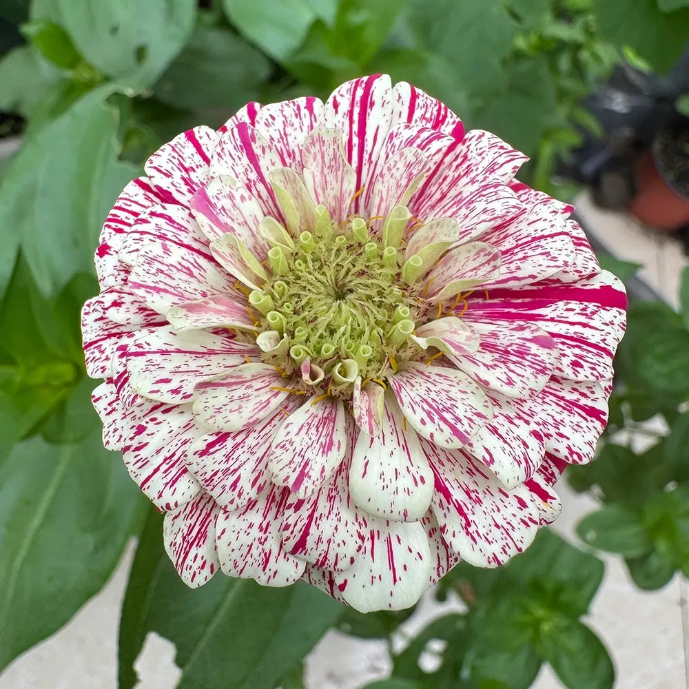 Mixed Zinnias Seeds