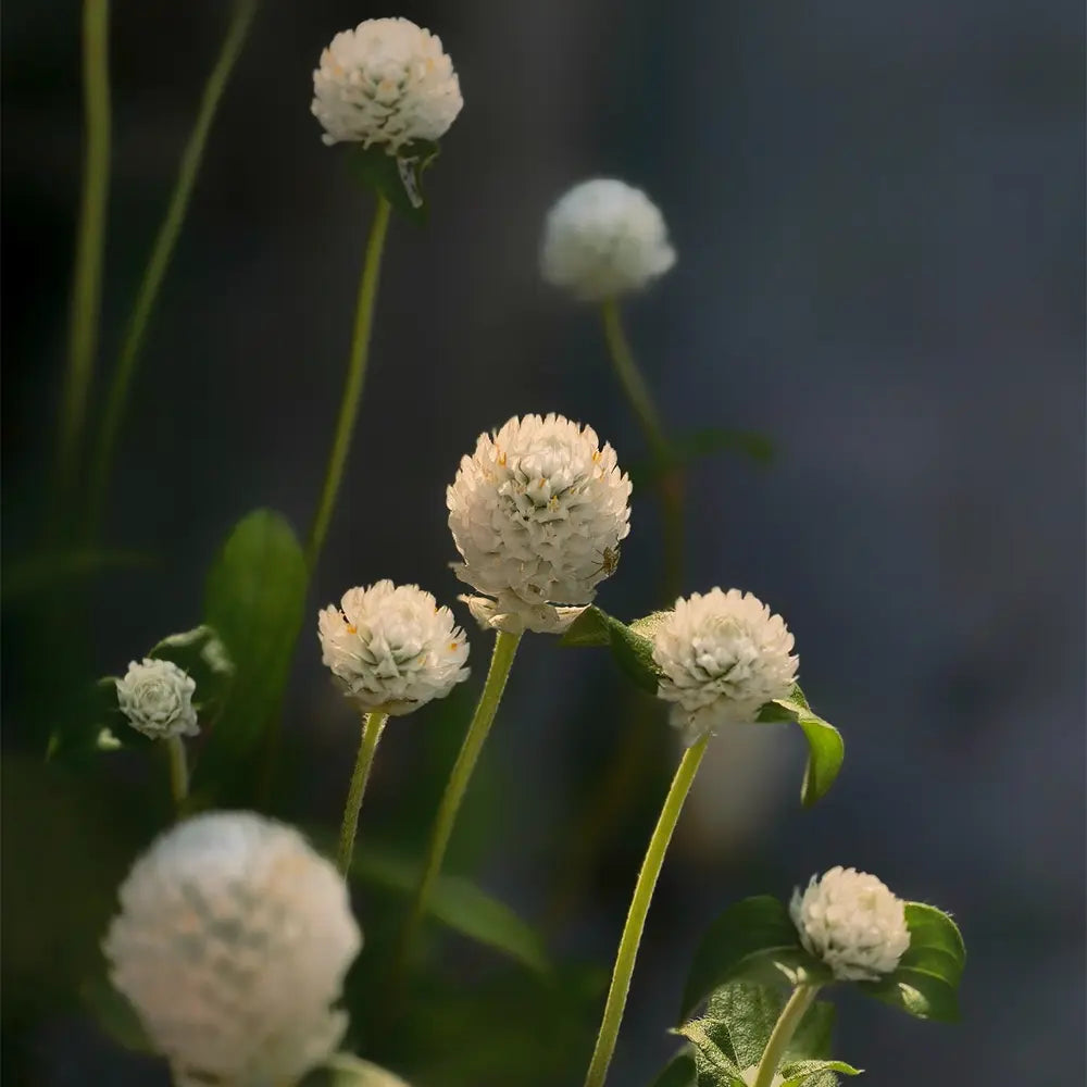 White Gomphrena Seeds