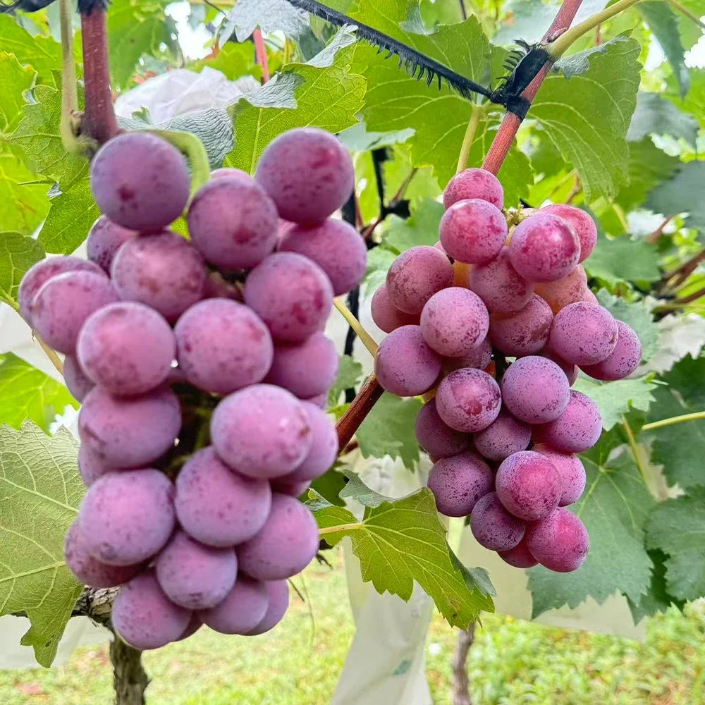 Kyoho Grape Seeds
