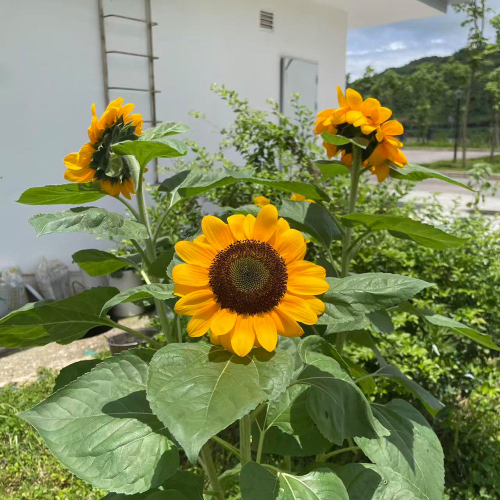 Sunflowers Seeds