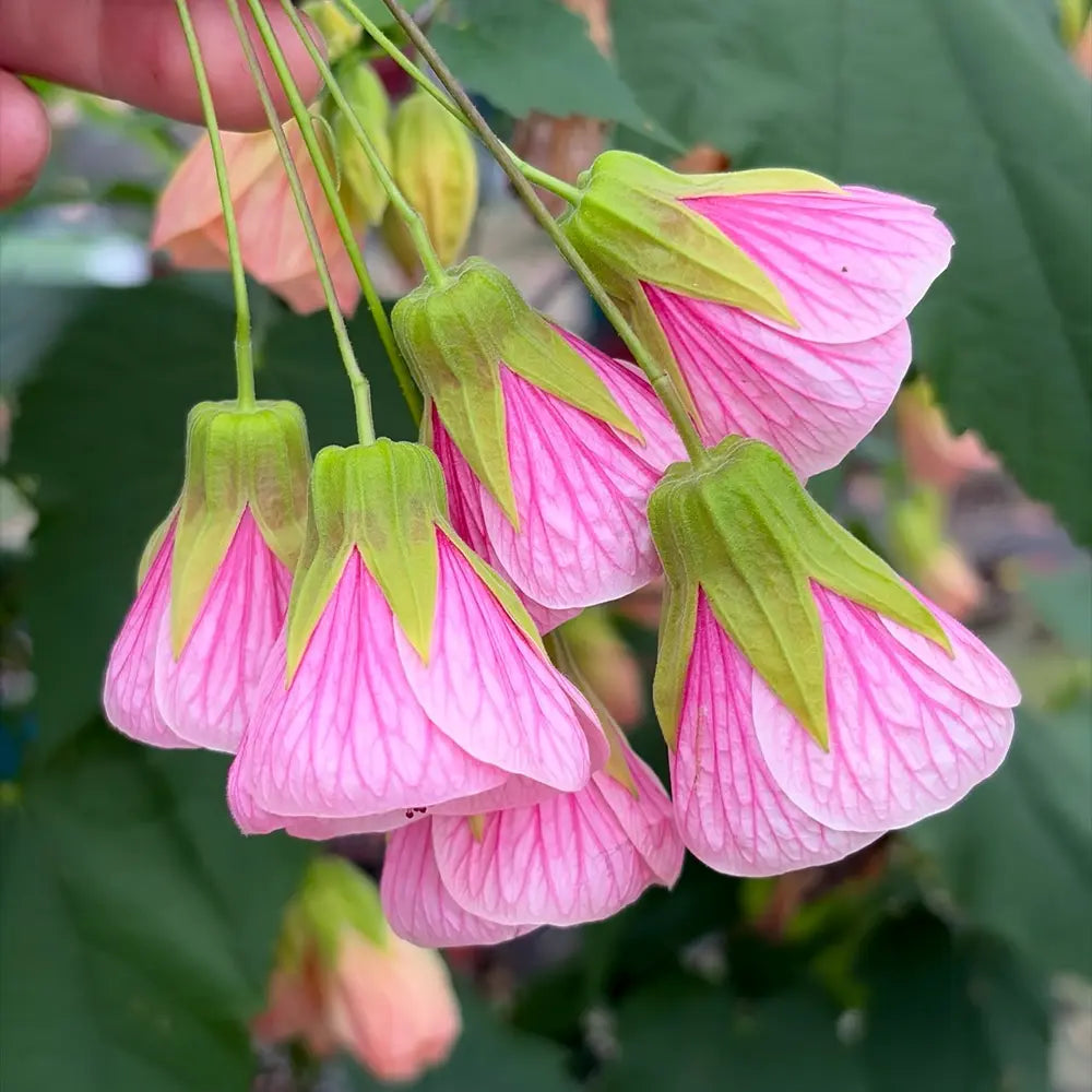 Mini Campanula Seeds