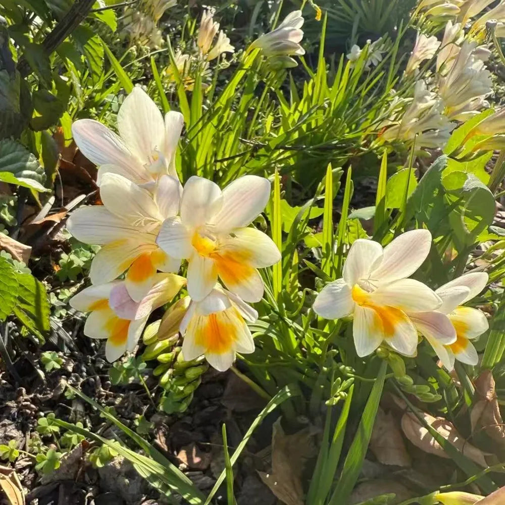Freesia Seeds