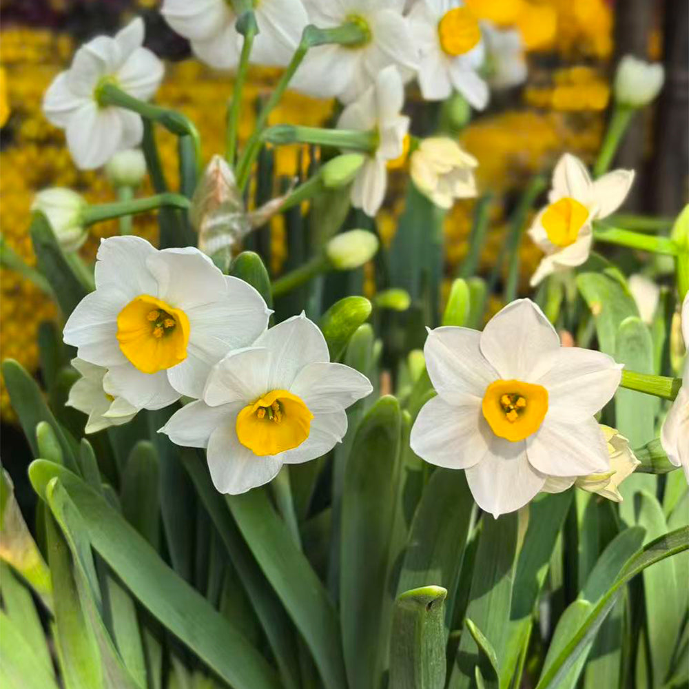 Daffodils Seeds