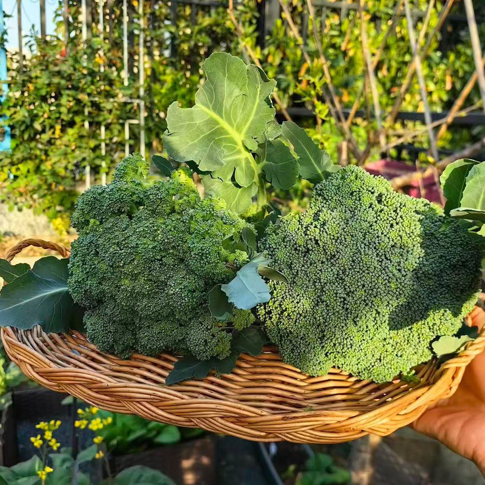 Broccoli Seeds