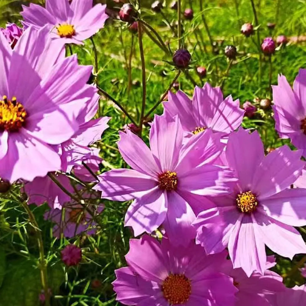 Cosmos Seeds