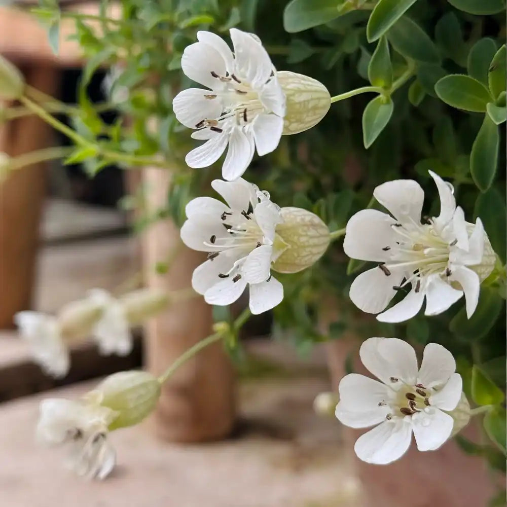 White Catchfly Seeds