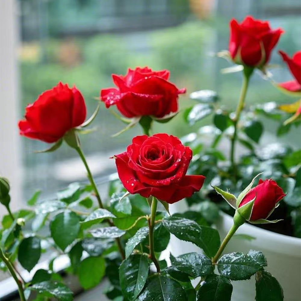 Roses Seeds