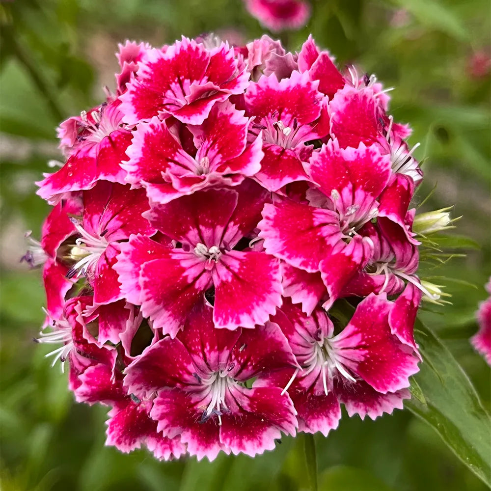 Hydrangea Series Dianthus Seeds