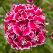Hydrangea Series Dianthus Seeds