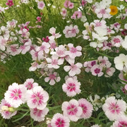 Dianthus ‘Rainbow Mix’ Seeds