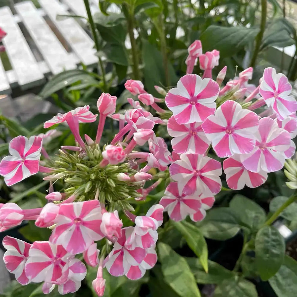 Perennial Phlox ‘Curly Wind’ Seeds