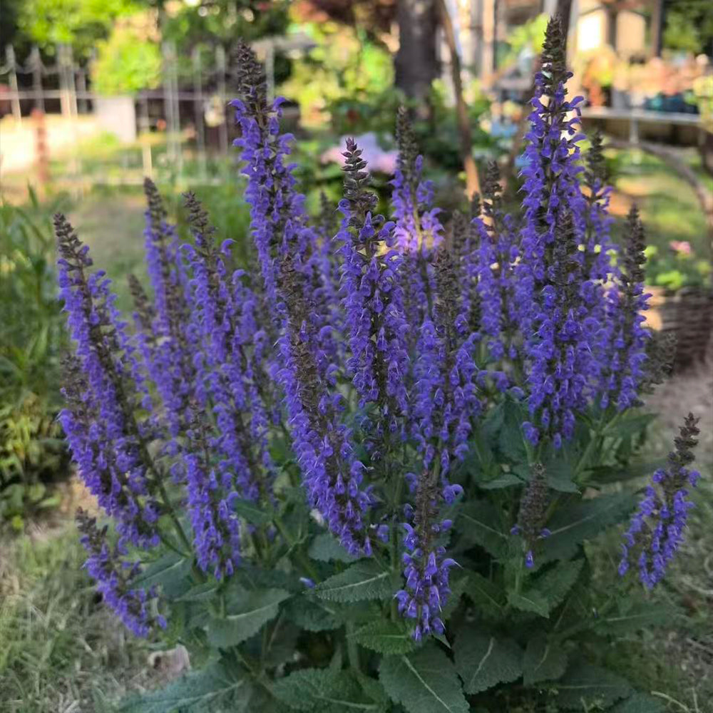 Salvia Seeds