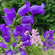 Campanula (Cup-and-Saucer Bellflower) Seeds