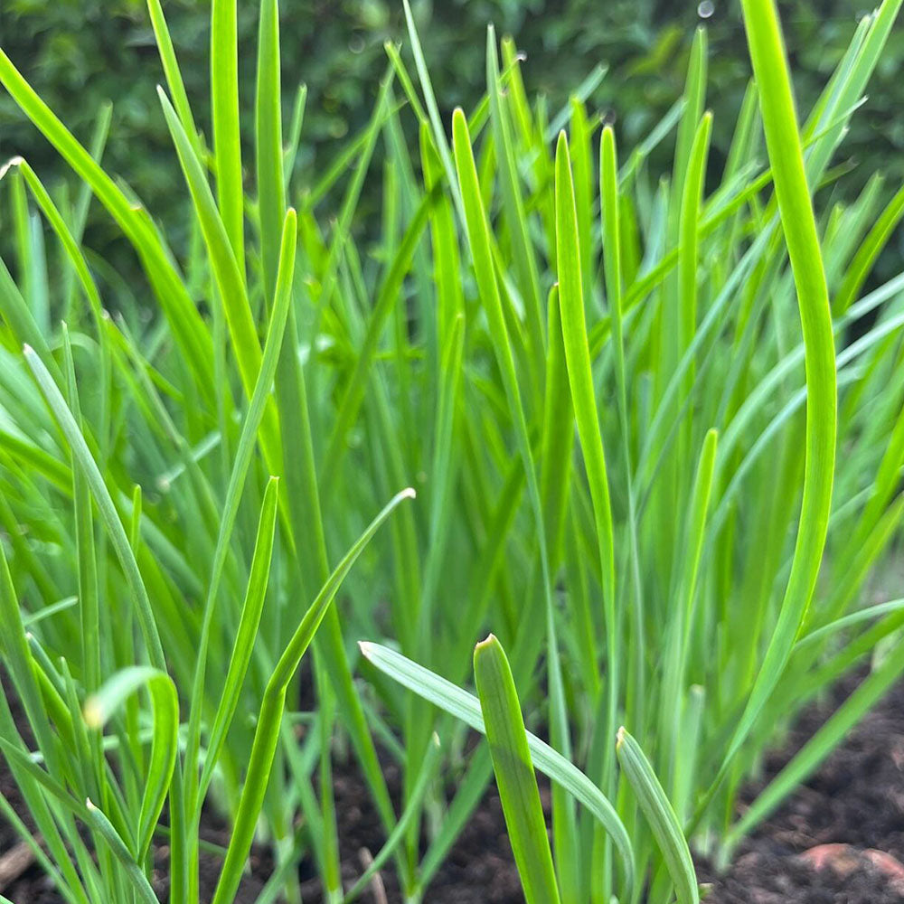 Chives Seeds